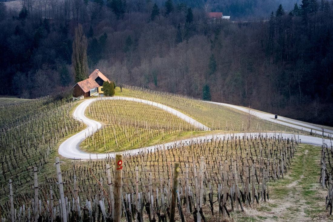 Valetinstag Weinberg